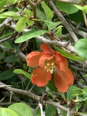 Chaenomeles