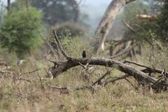 Phoeniculus purpureus