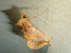 Pseudeva purpurigera