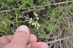 Baccharis articulata