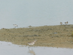 Pluvialis squatarola