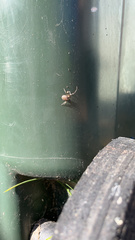 Zygiella x-notata
