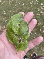 Pachypsylla celtidismamma