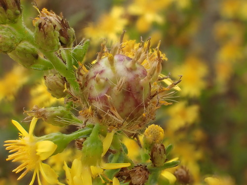 Myopites stylatus