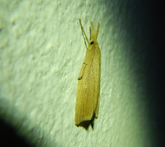 Chilo phragmitella