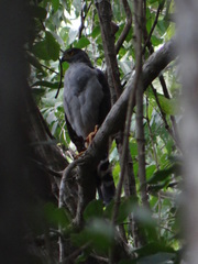 Accipiter bicolor