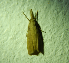 Chilo phragmitella