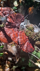 Daedaleopsis tricolor