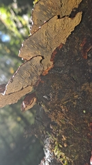 Daedaleopsis tricolor