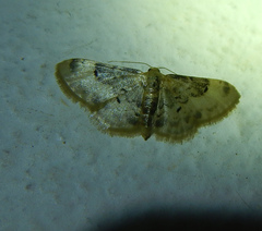 Idaea filicata