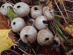 Apioperdon pyriforme