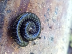 Tachypodoiulus niger