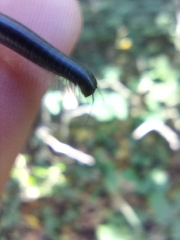 Tachypodoiulus niger