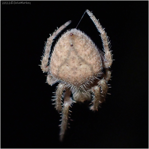 Eriophora edax