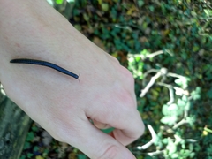 Tachypodoiulus niger