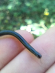 Tachypodoiulus niger