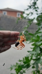 Araneus pallidus
