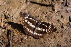 Limenitis sulpitia