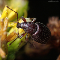 Otiorhynchus cribricollis