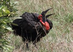 Bucorvus leadbeateri