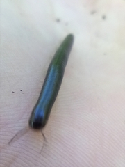 Tachypodoiulus niger