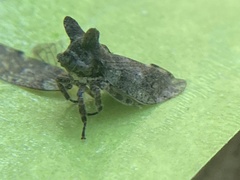 Microcentrus perditus