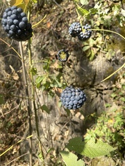 Smilax lasioneura