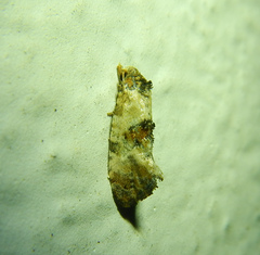 Cochylina