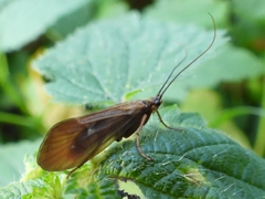 Anabolia nervosa