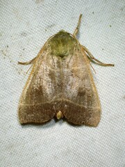 Ipimorpha pleonectusa