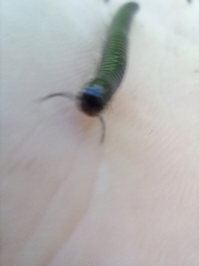 Tachypodoiulus niger