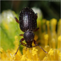Otiorhynchus cribricollis