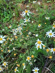 Matricaria chamomilla
