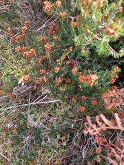 Erica vagans