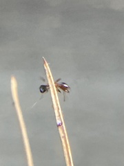 Pheidole dentata