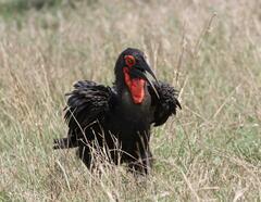 Bucorvus leadbeateri