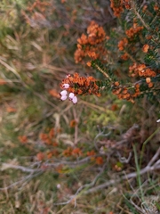 Erica vagans
