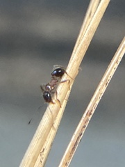 Pheidole dentata