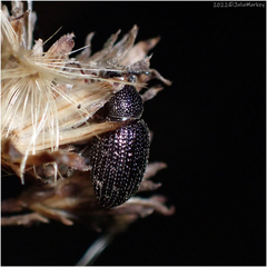 Otiorhynchus cribricollis