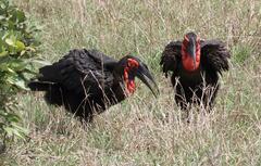 Bucorvus leadbeateri