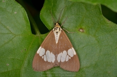 Nyctemera lacticinia