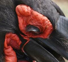 Bucorvus leadbeateri