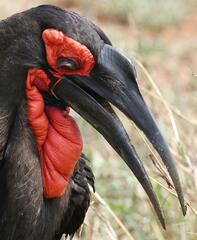 Bucorvus leadbeateri