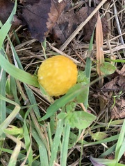 Bolbitius titubans
