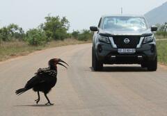 Bucorvus leadbeateri
