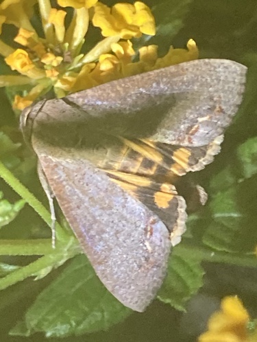 Hypocala Moth photo 3