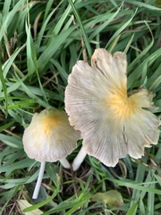 Bolbitius titubans