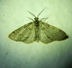 Tephronia sepiaria