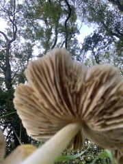 Bolbitius titubans