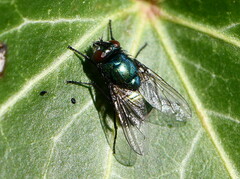 Neomyia
